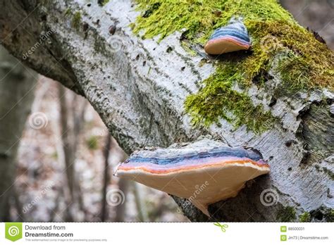 Red Belt Conk Or Red Belted Bracket Fungus Growing On A Dead Tree