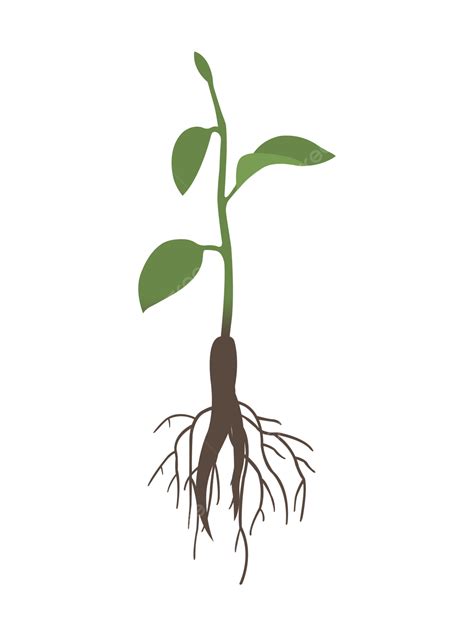 Simple Hand Drawn Vector Herbal Plant With Well Developed Roots