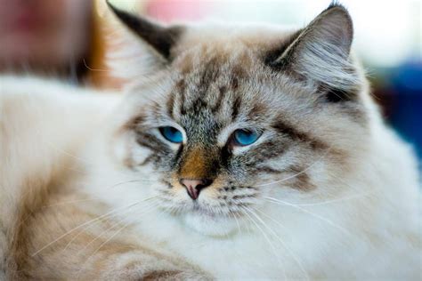 Ragamuffin Cats Breed Information Omlet