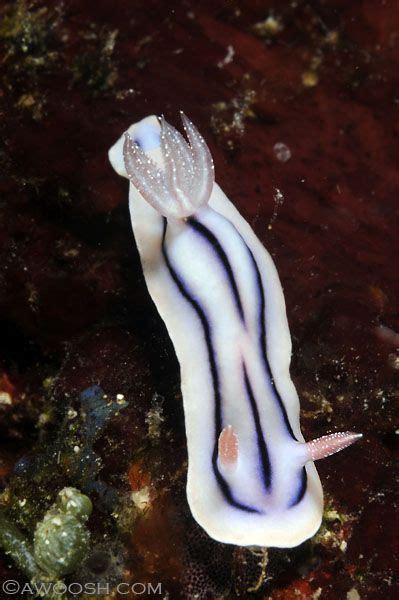 Nudibranch Sea Snail Sea Slug Under The Ocean