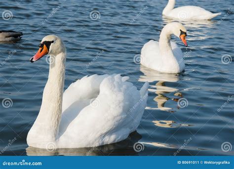 Swan And Pond Lake Photo Beautiful Picture Background Wallpaper