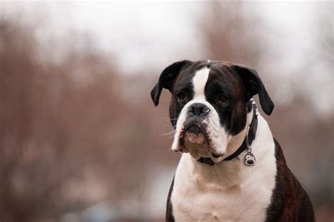 Top 20 Best Spiritual Dog Names Dogvills