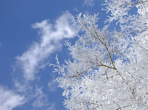 Free Images Tree Nature Branch Snow Cold Cloud Sky White