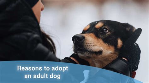 10 Best Reasons To Adopt An Adult Dog
