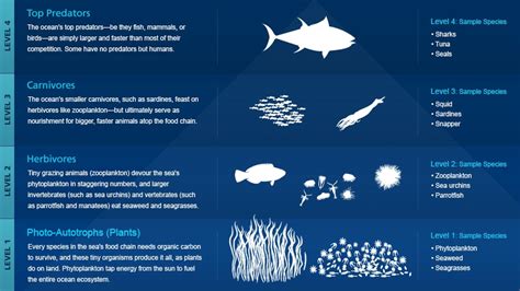 Atlantic Ocean Animals Facts