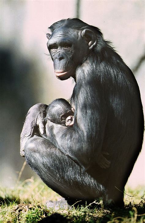 Bonobos Not Chimps Are Humans Closest Living Ancestor Nature World