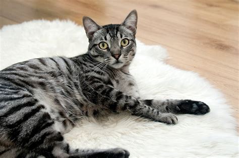 13 Amazing Facts About Grey Tabby Cats With Pictures Faq Atelier