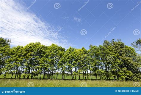 Summer Landscape Trees Stock Photo Image Of Scenery 223352000