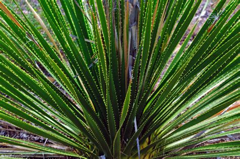 Green Spiky Plant Photograph By Tikvahs Hope