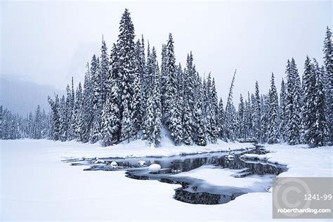 Snow Covered Winter Forest With Frozen Stock Photo