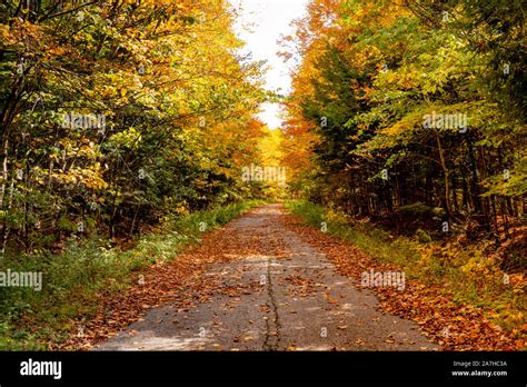 Feuilles Paysage Banque De Photographies Et Dimages à Haute Résolution