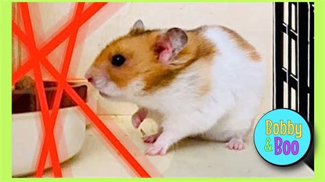 Stinky Secret Spy Hamster Gets His Cage Cleaned Out By Bobby Youtube