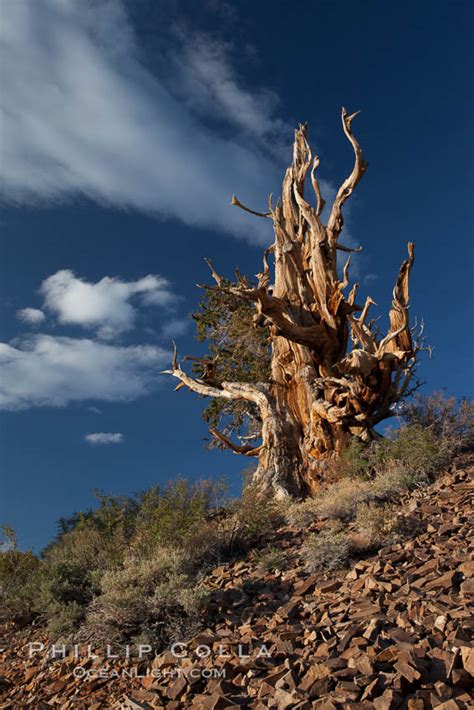 Ancient Bristlecone Pine Tree In The White Mountains Pinus Longaeva