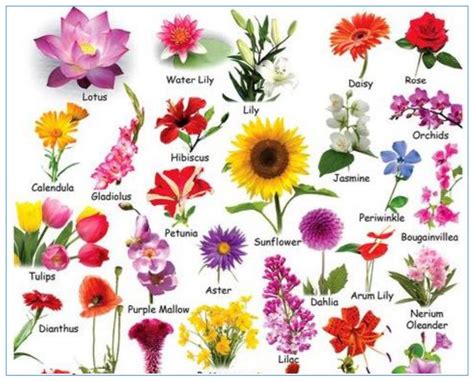 Add to my workbooks (36) download file pdf embed in my website or blog add to google classroom add to microsoft teams share through whatsapp Grade 3 (Year 3) English vocabulary. Names of flowers ...