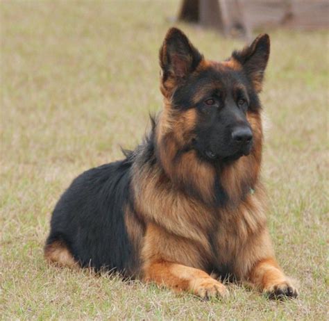 Long Coated Male Cowboy Mittelwest German Shepherds The Finest