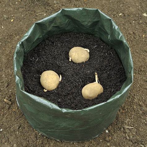 How To Grow Potatoes In A Bag 4 Easy Steps Garden Junkie