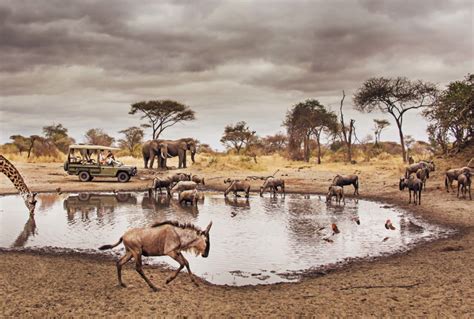 Bespoke Safaris In Tarangire National Park Tanzania Journeys By Design