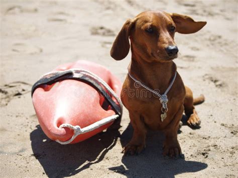 Dachshund Dog Guarding Lifeguards Looking At Bathers Stock Image
