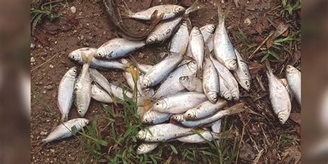 Known as the lluvia de peces or rain of fish, it is said to occur at least once and sometimes twice in a year in the small town of yoro: Siete curiosidades que tiene Honduras y estás obligado a ...