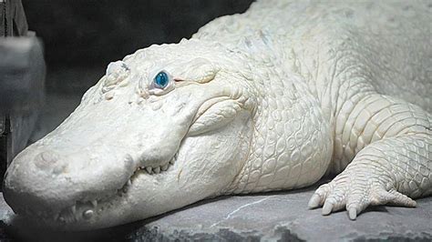 Beautiful Albino Alligator 🐋🐟👀👀👀 Albino Animals Rare Albino Animals