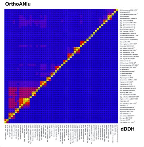 Heatmap Of OrthoANIu Upper Triangle And DDDH Lower Triangle