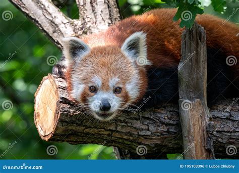 Red Panda On The Tree Cute Panda Bear In Forest Habitat Stock Photo