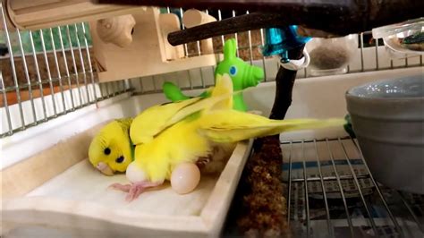 Budgie Laying Eggs Awesome Nature Youtube