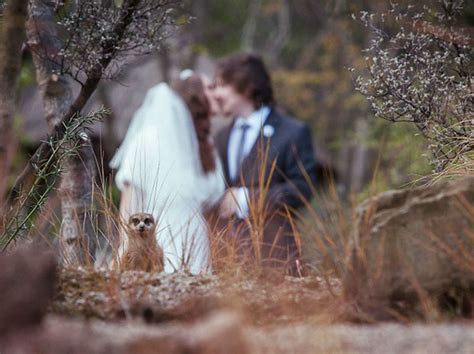 He joined the couple for a few photos of their wedding photo shoot. 30 Best Wedding Photobombs Of All Time