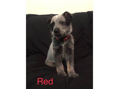 Full Blooded Blue Heeler Puppies For Sale Saint Louis Puppies For
