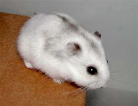 The russian dwarf hamster is the most common name for the two species under its category; Pin on Pets