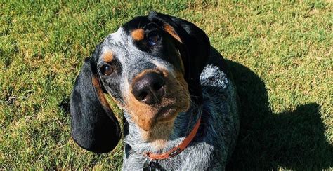 15 Reasons Why Coonhounds Make Great Friends Page 2 Of 5 Pettime