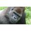 Former Jersey Zoo Silverback Gorilla Dies In France  Channel ITV News