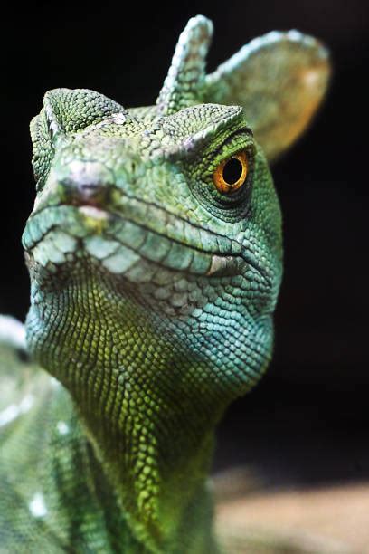 10 Labords Chameleon Photos Stock Photos Pictures And Royalty Free