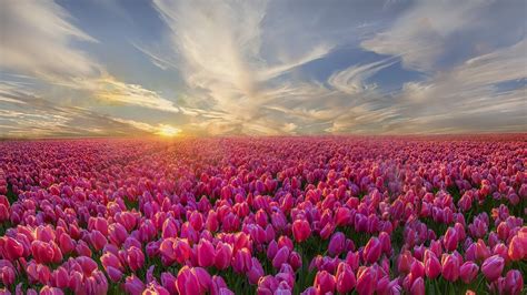 Chia Sẻ 99 Hình Nền Máy Tính Hoa Tulip đỉnh Nhất Go Ahead