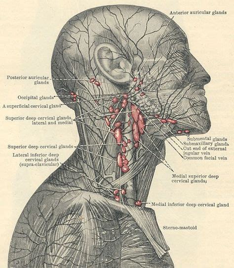 My Life With Lymphedema Lymphatic Drainage Of The Neck Drenaje