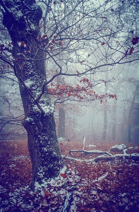 Blue Woods Mysterious By Jenny Rainbow Photographic Artist Art