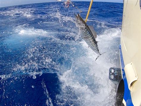 Fishing Charters In Turks And Caicos Deep Sea Fishing Bottom Fishing