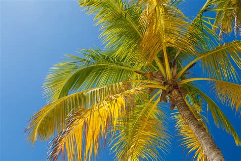 Palm Tree And Blue Sky Free Stock Photo Public Domain Pictures