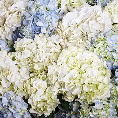 If you're planning a wedding or other event that requires a lot of flowers, you can get a good deal on bulk flower purchases by shopping at costco. Costco hydrangeas. 30 for $84.99 | Costco flowers, Wedding ...