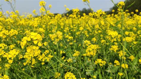 Mustard Flower In The Agricultural Field With Open Sky Stock Photo