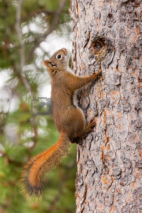 Curious Cute American Red Squirrel Climbing Tree By Pilens Vectors