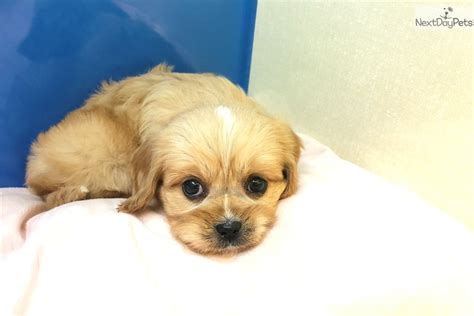 Cavapoo in dogs & puppies for sale. Cavapoo: Cavapoo puppy for sale near New York City, New ...