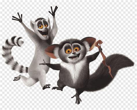 Gray Raccoon Illustration Julien Mort Lemur Madagascar Madagascar