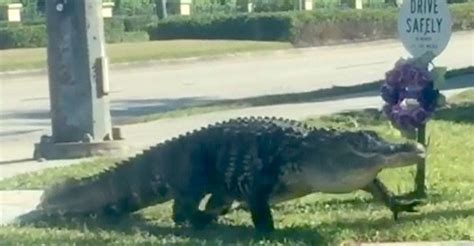 Hungry And Horny Alligators Are Invading Streets Homes