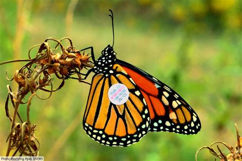 The Life Cycle Of The Monarch Butterfly With Pictures And Facts