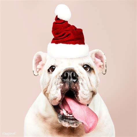 Portrait Of A Cute Bulldog Puppy Wearing A Santa Hat Premium Image By