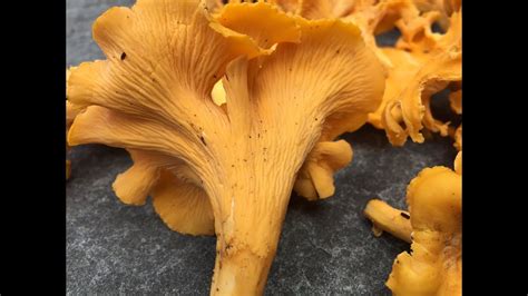 Chanterelle Mushroom And Jack Olantern Identification Youtube