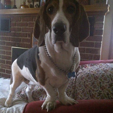 Protect Your Basset Hound The Benefits Of Ear Muffs And How To Choose