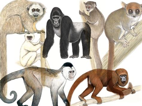 Biboca Ambiental DiferenÇa Entre Os Grupos De Primatas