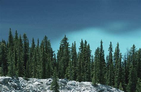 Boreal Forest Boreal Forest Conifer Trees Forest